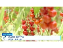 滄州市兩會關注數字農業，構建鄉村振興的數字藍海